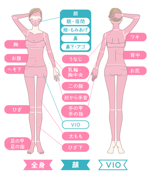 施術範囲図