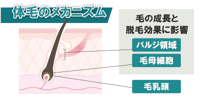 毛周期と体毛の成長メカニズム
