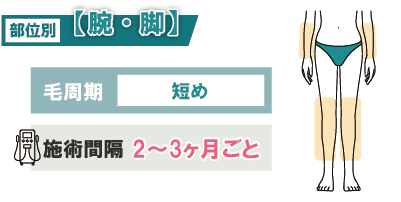 【腕・脚】毛周期が短く早く効果が出やすい部位
