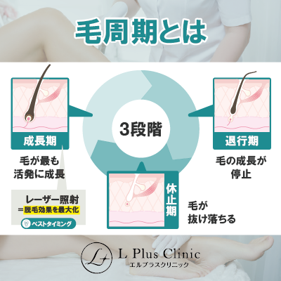 毛周期とは？基本の仕組みをわかりやすく解説！