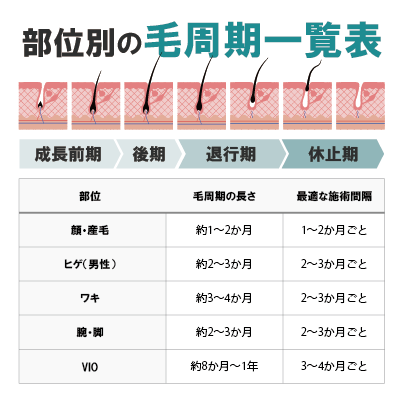 毛周期は部位や個人で異なる