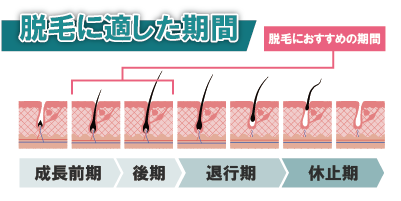 毛周期の各段階と脱毛効果