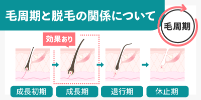 BOX内「毛周期と脱毛の関係について」